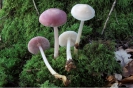 Biodiversidad fúngica de la Reserva de la Biosfera Terras do Miño: Mycena rosea f. candida Robich